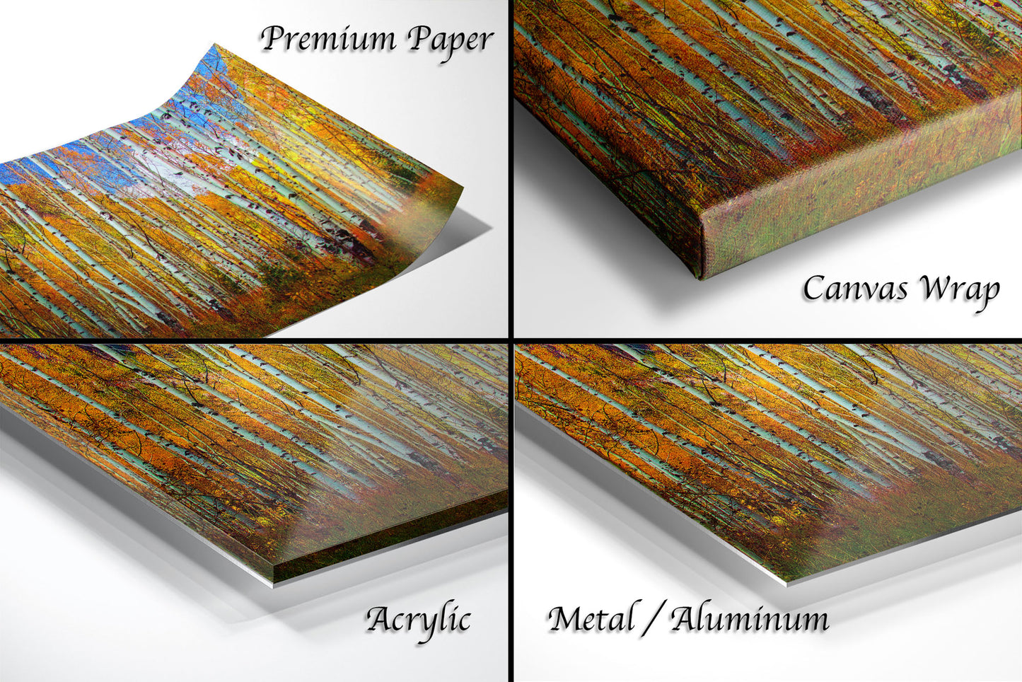 a series of four images showing different colors of birch trees
