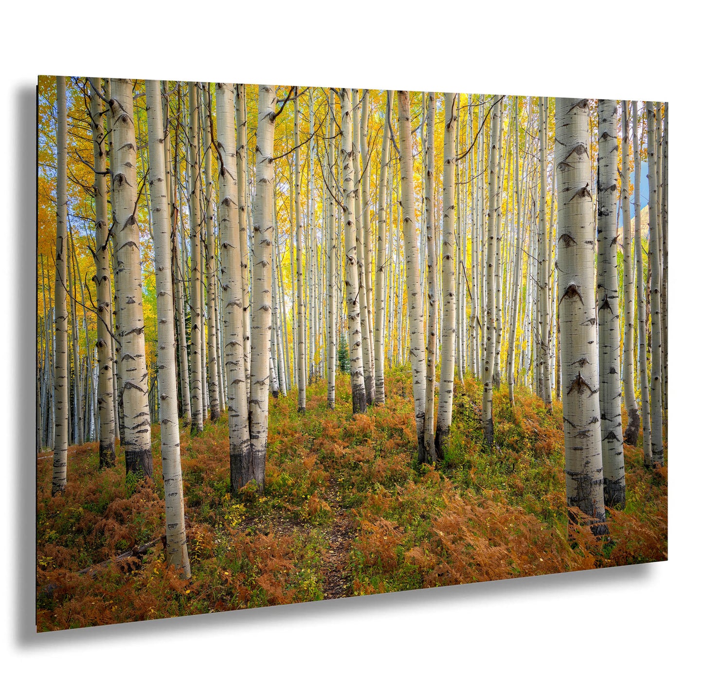 a painting of a grove of trees in autumn