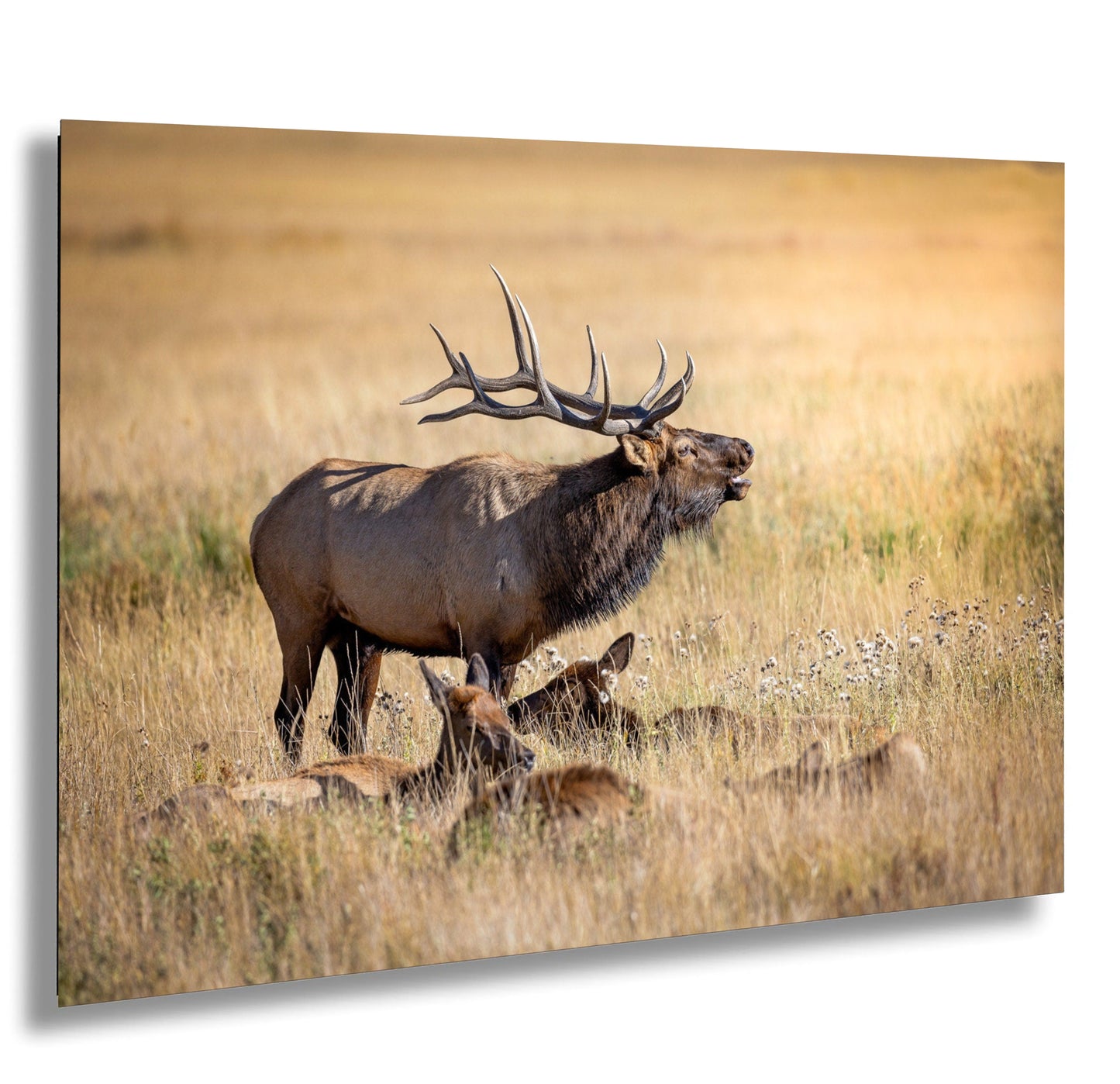 a large elk standing next to a baby elk in a field