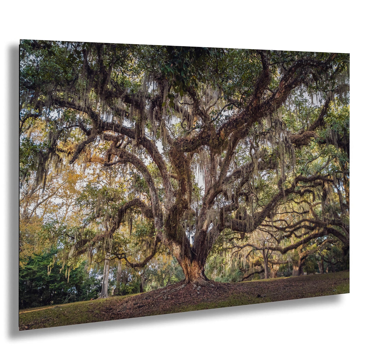 New Orleans Elegance: Wall Art Print Audubon Park's Iconic Tree of Life New Orleans, Louisiana Spanish Moss