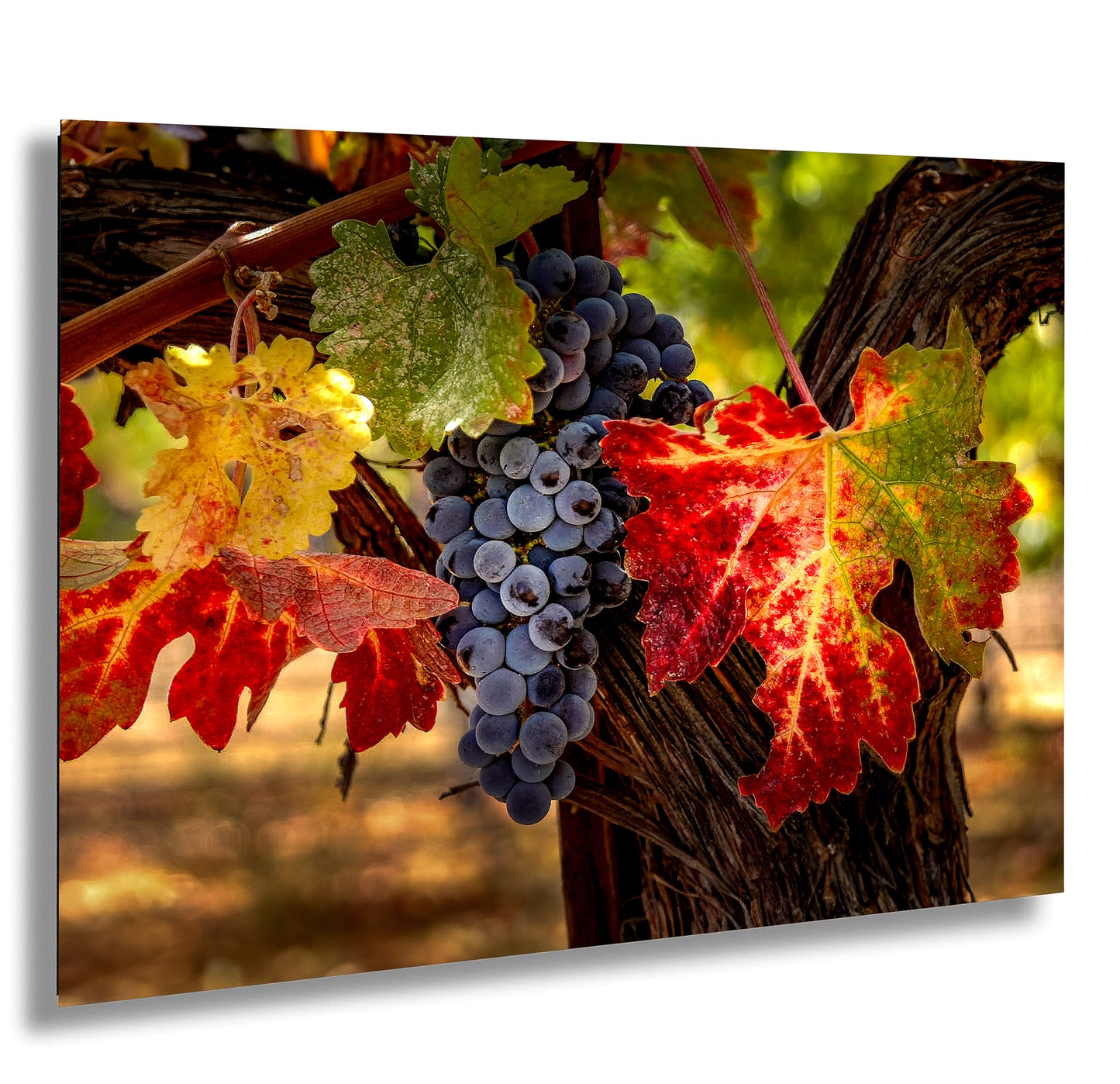 Vineyard Autumn Gold, California Vineyard, St Helena, Fall Vineyard Leaves, Grapes, Winery Art, Wine Wall Décor Kitchen Cellar