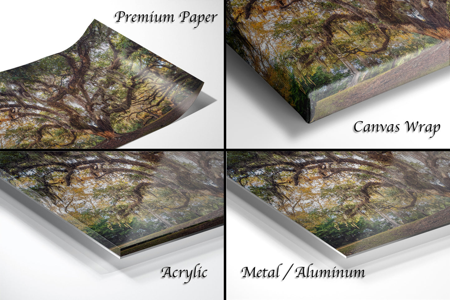 New Orleans Elegance: Wall Art Print Audubon Park's Iconic Tree of Life New Orleans, Louisiana Spanish Moss