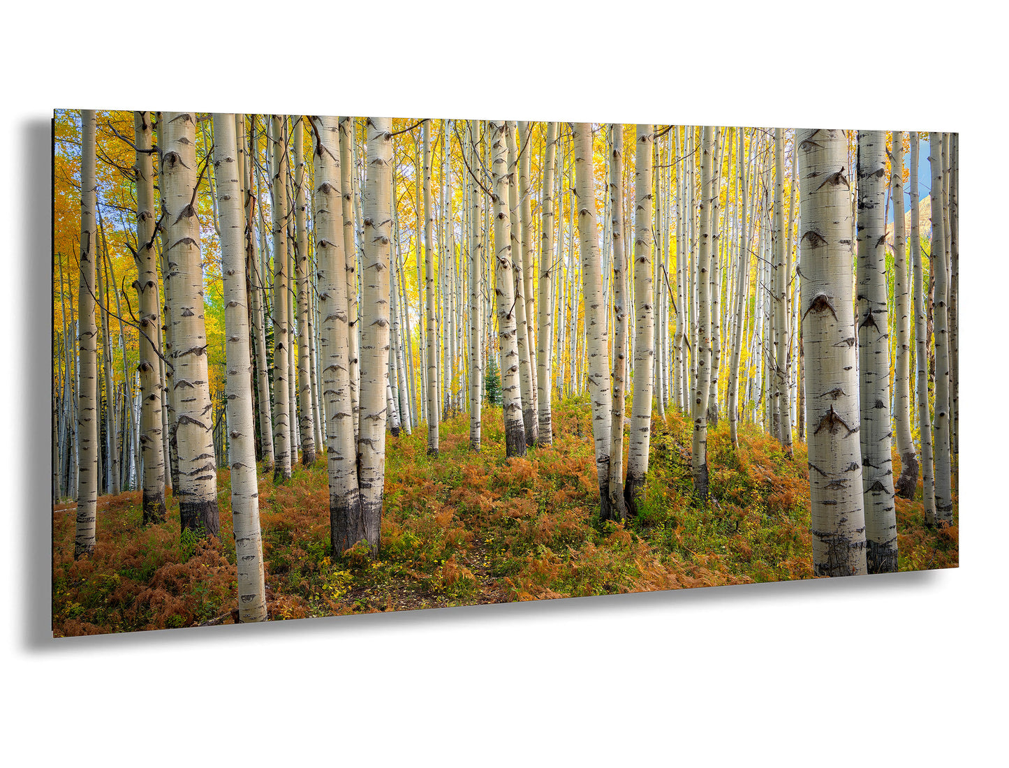 Aspens in autumn, Crested Butte, Colorado. Kebler Pass.