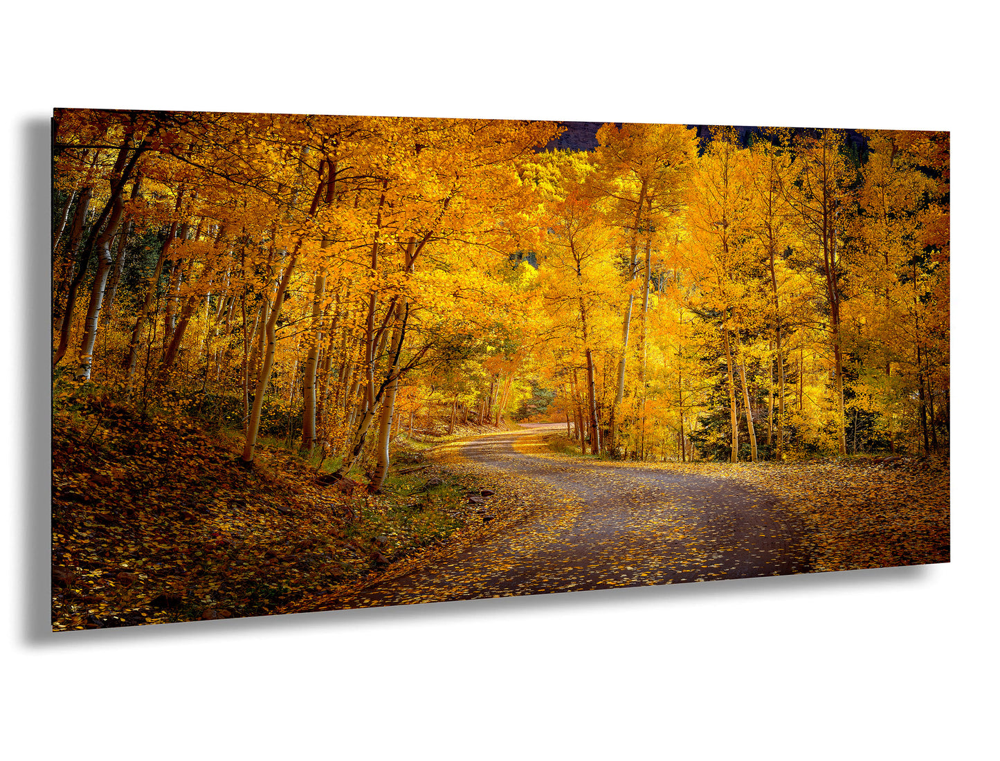 Colorado Aspens, Curvy road, autumn color, Little Cimarron Valley, Rocky Mountains, golden leaves, Photography wall art