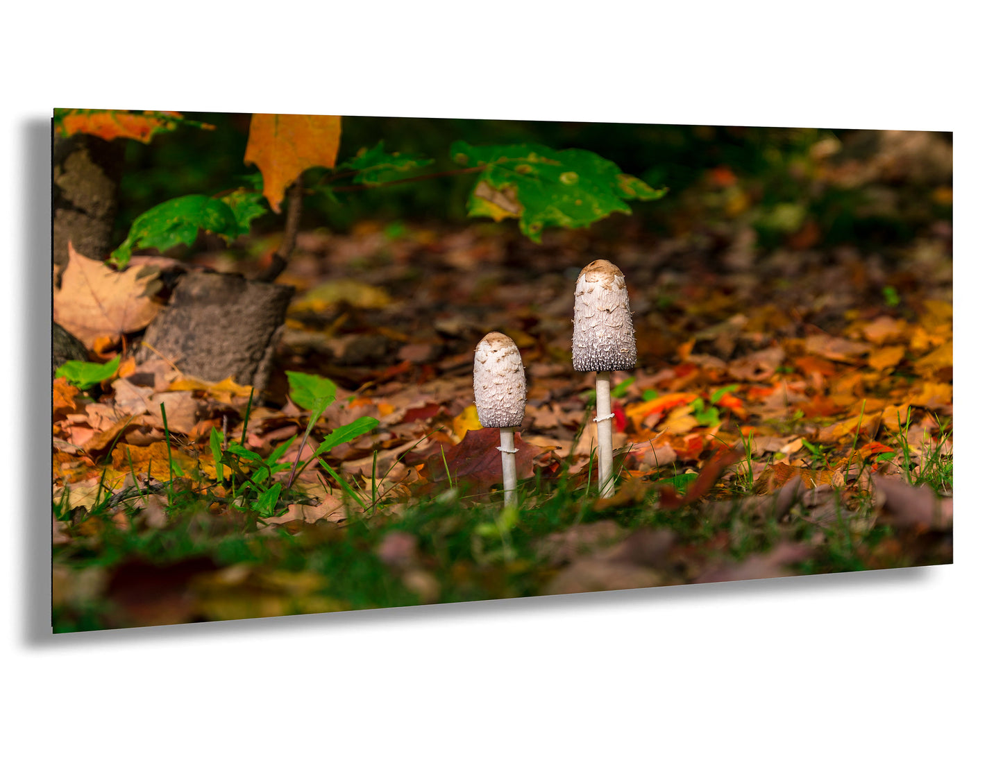 Shaggy Mane Mushrooms Ontario Forest Food Fungus Autumn Fall