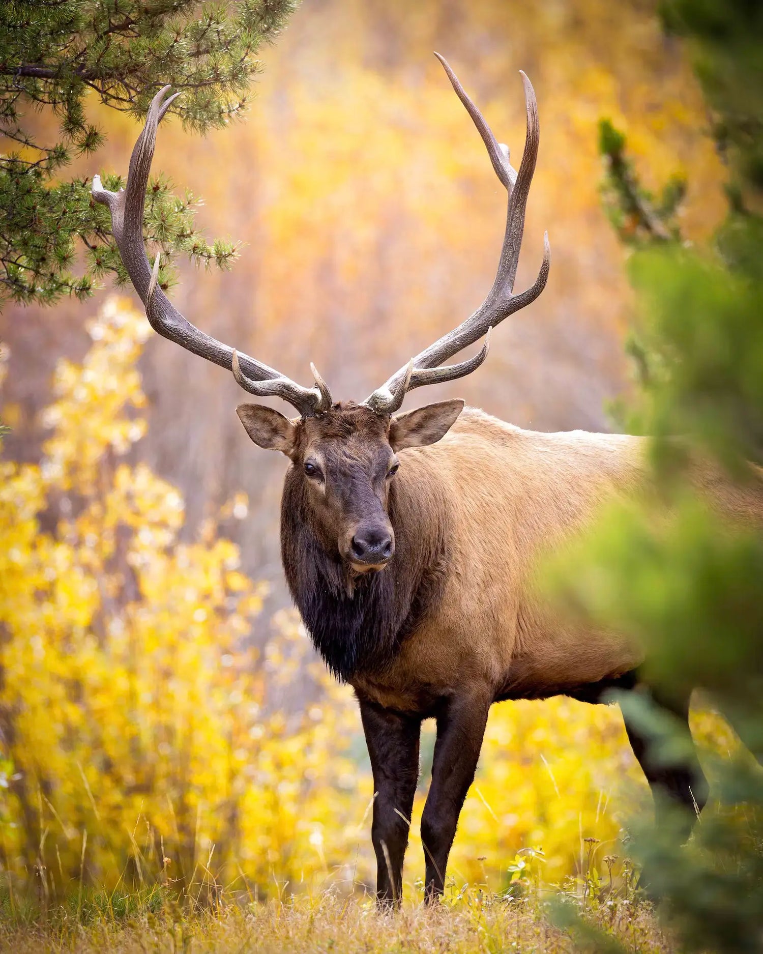 Wildlife