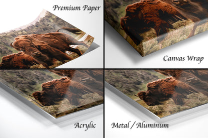 four different images of a bison in the wild