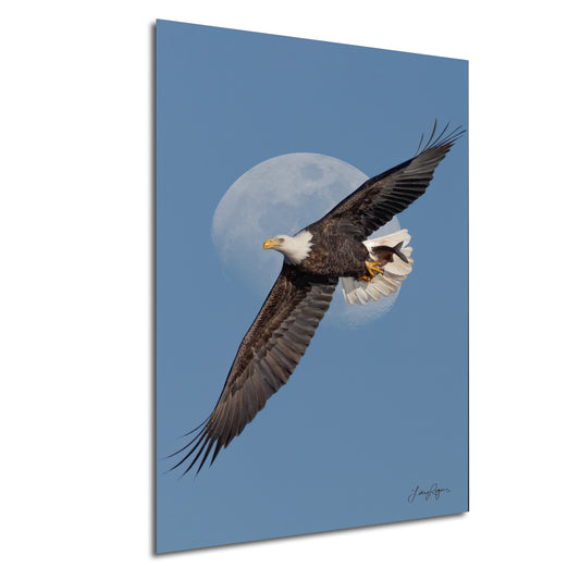 A majestic bald eagle soaring through a clear blue sky with a full moon in the background.