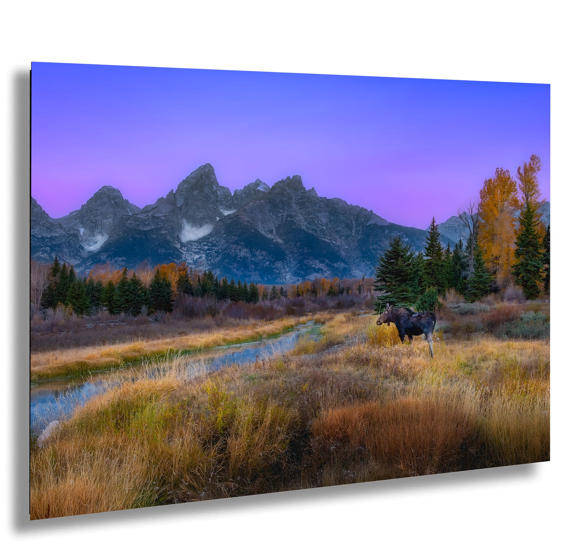 a moose in a field with mountains in the background