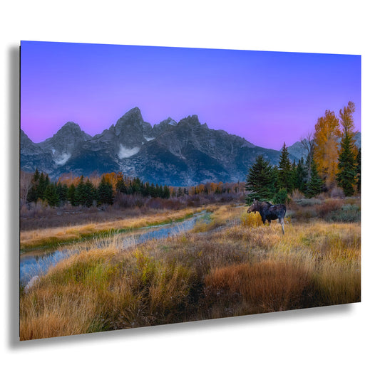 a moose in a field with mountains in the background
