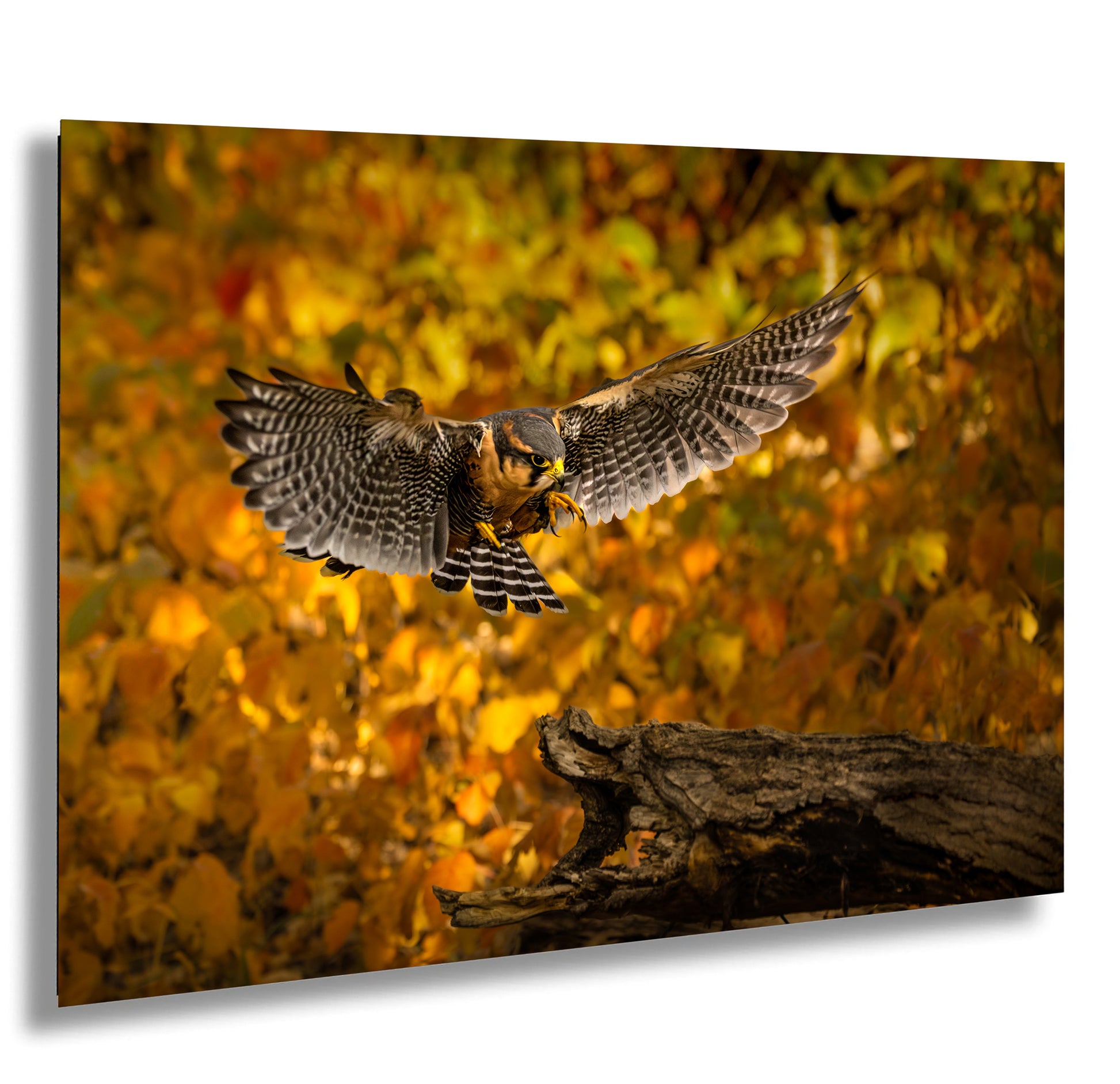 a bird flying over a fallen tree in a forest
