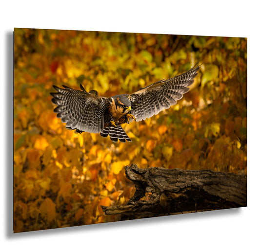 a bird flying over a fallen tree in a forest