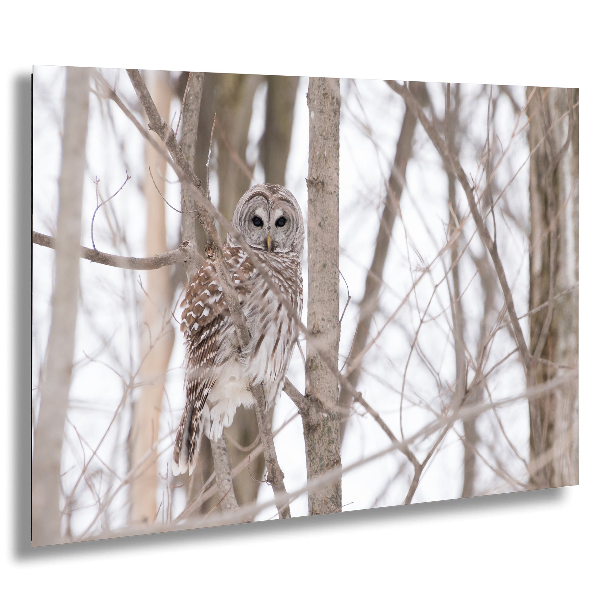 an owl perched on top of a tree branch
