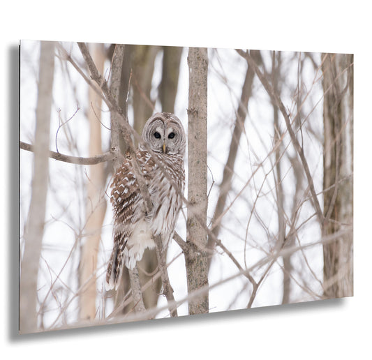 an owl perched on top of a tree branch