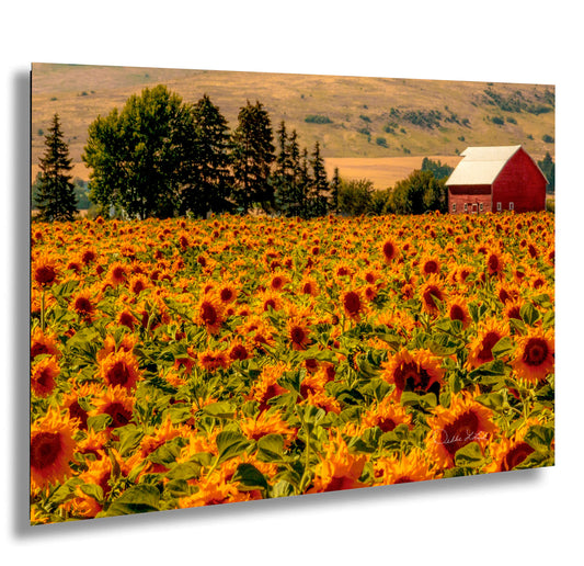 a field of sunflowers with a barn in the background