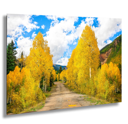 a dirt road surrounded by trees with yellow leaves