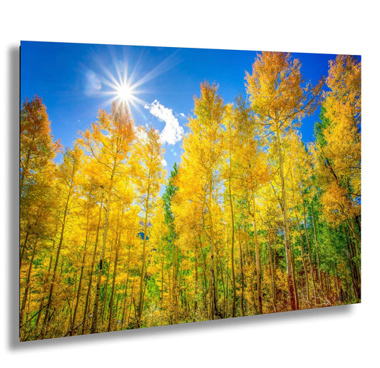 the sun shines brightly through the trees in the forest