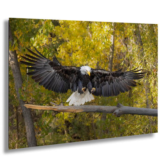 a bald eagle spreads its wings while perched on a branch