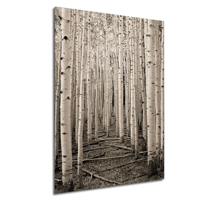 a black and white photo of a grove of trees