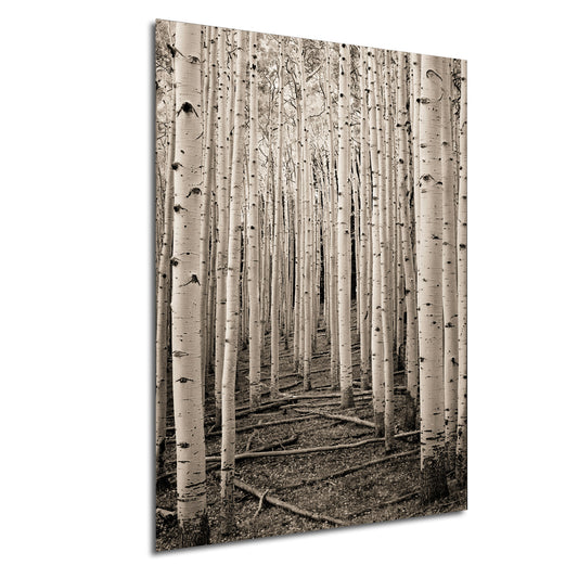 a black and white photo of a grove of trees