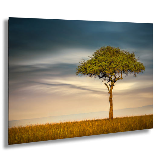 a lone tree in the middle of a field