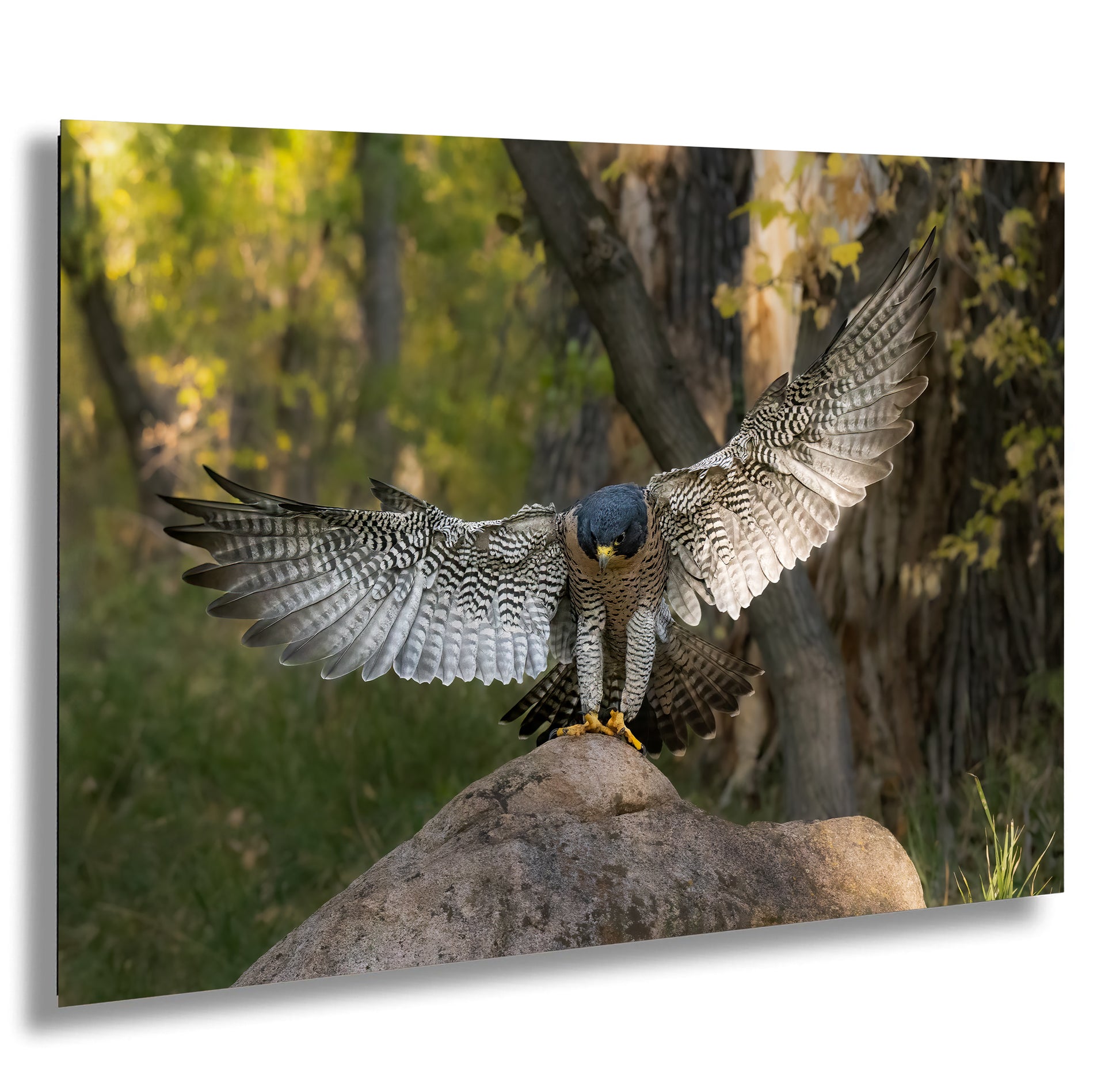 A peregrine falcon spreads its wings on a rock in a forested area.