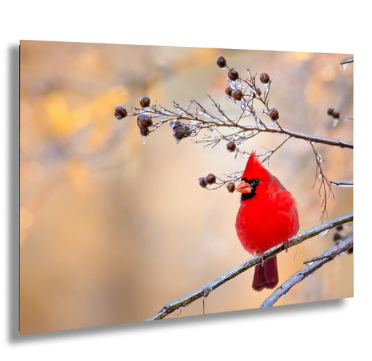 a red bird perched on a tree branch