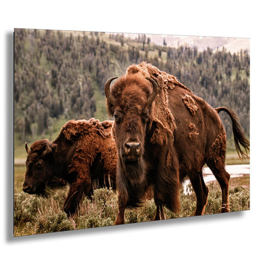 a couple of bison standing on top of a grass covered field