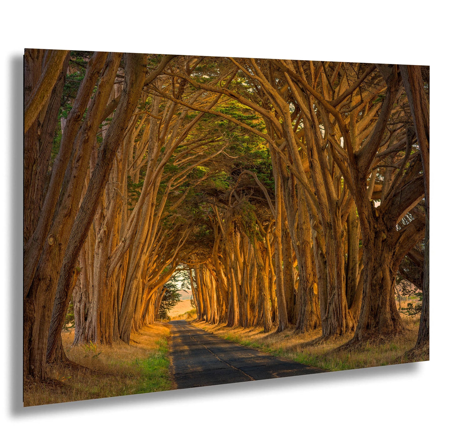 a road lined with trees in the middle of a forest