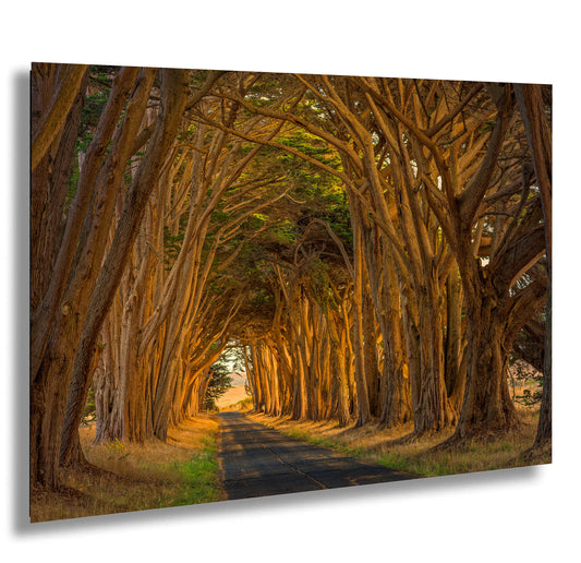 a road lined with trees in the middle of a forest