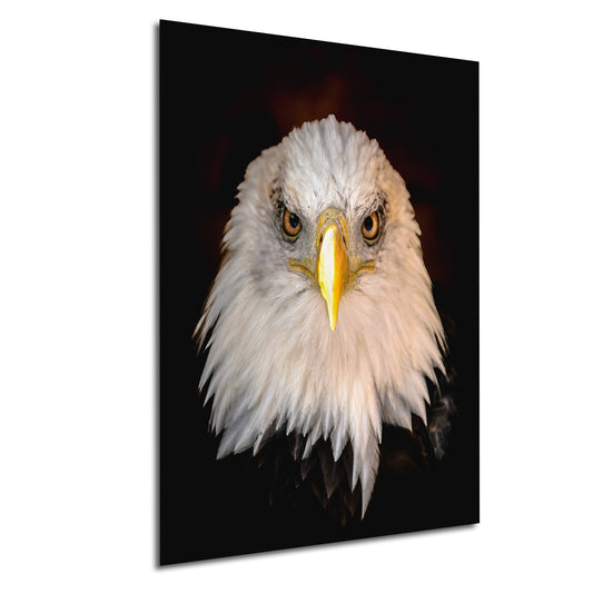 a close up of a bald eagle with a black background