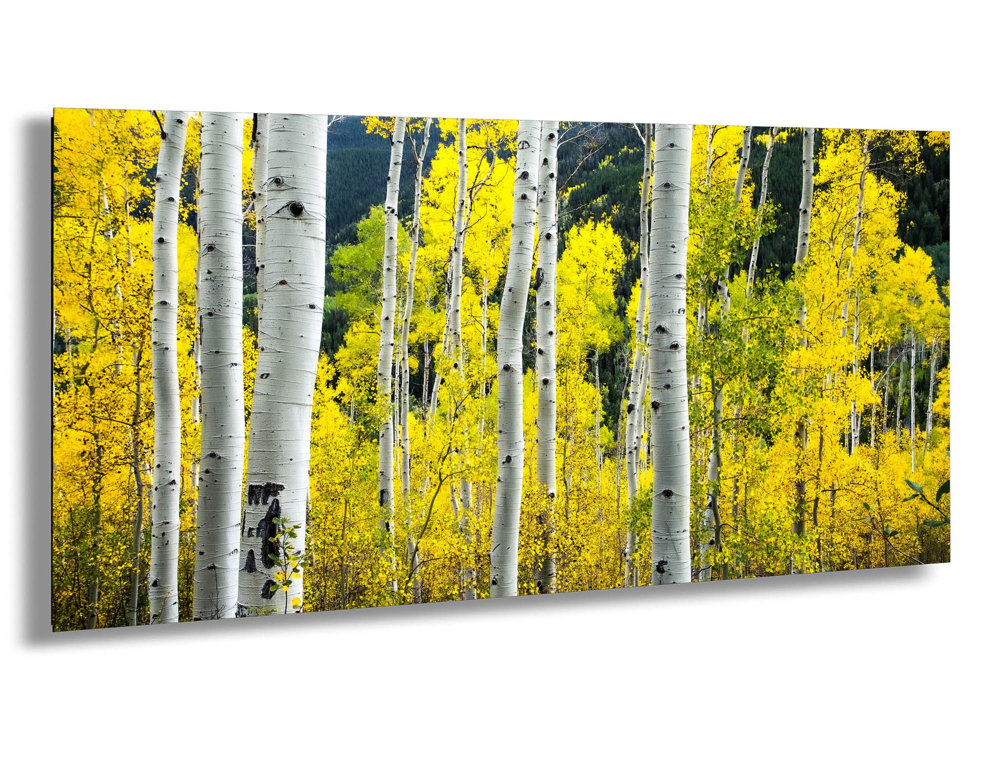 a group of trees with yellow leaves on them
