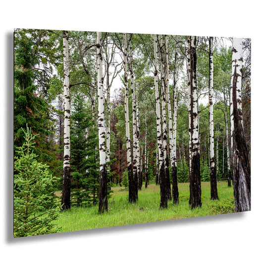 a forest filled with lots of tall trees