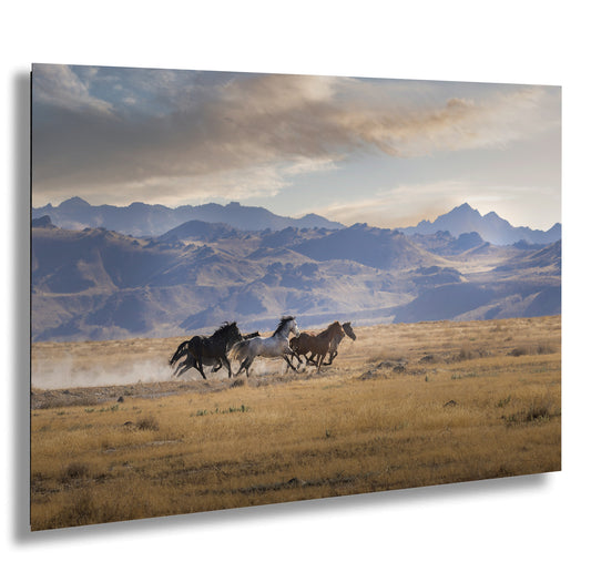 a group of horses running across a dry grass field