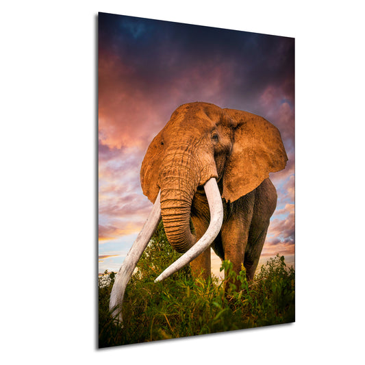 an elephant with long tusks standing in a field