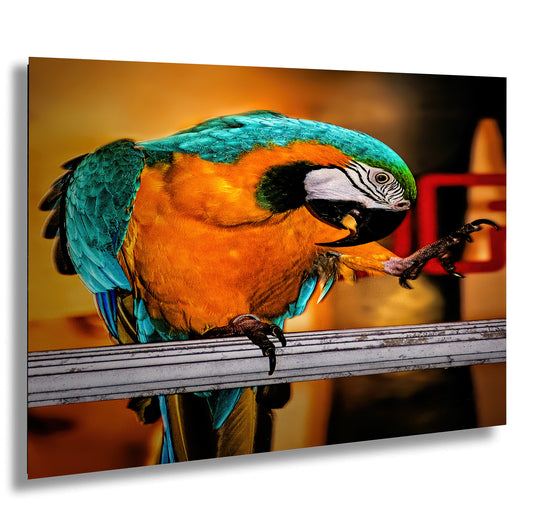 A colorful parrot perched on a metal railing, with its vibrant feathers and striking beak clearly visible.