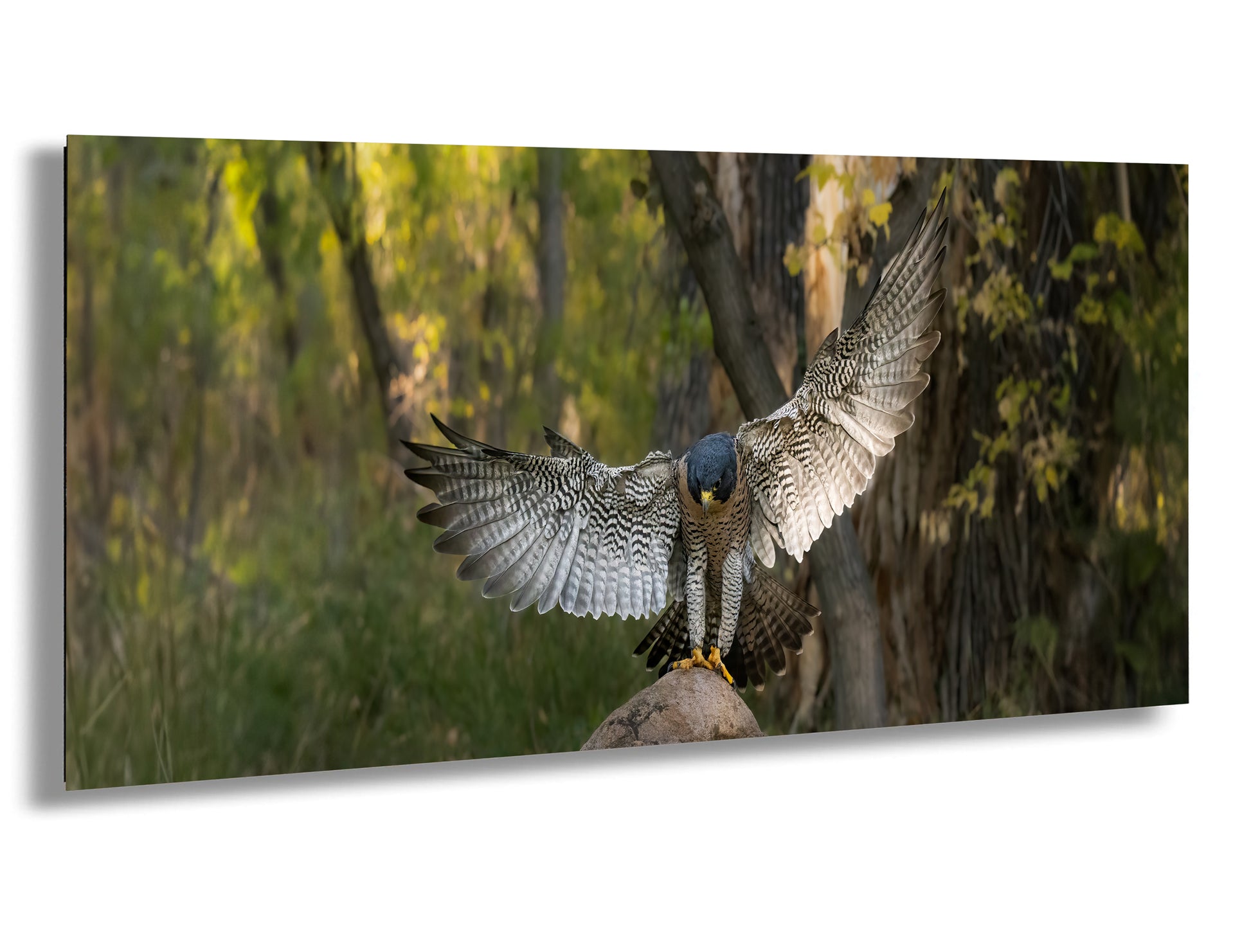 A peregrine falcon spreads its wings wide, poised to take flight, with a lush forest in the background.