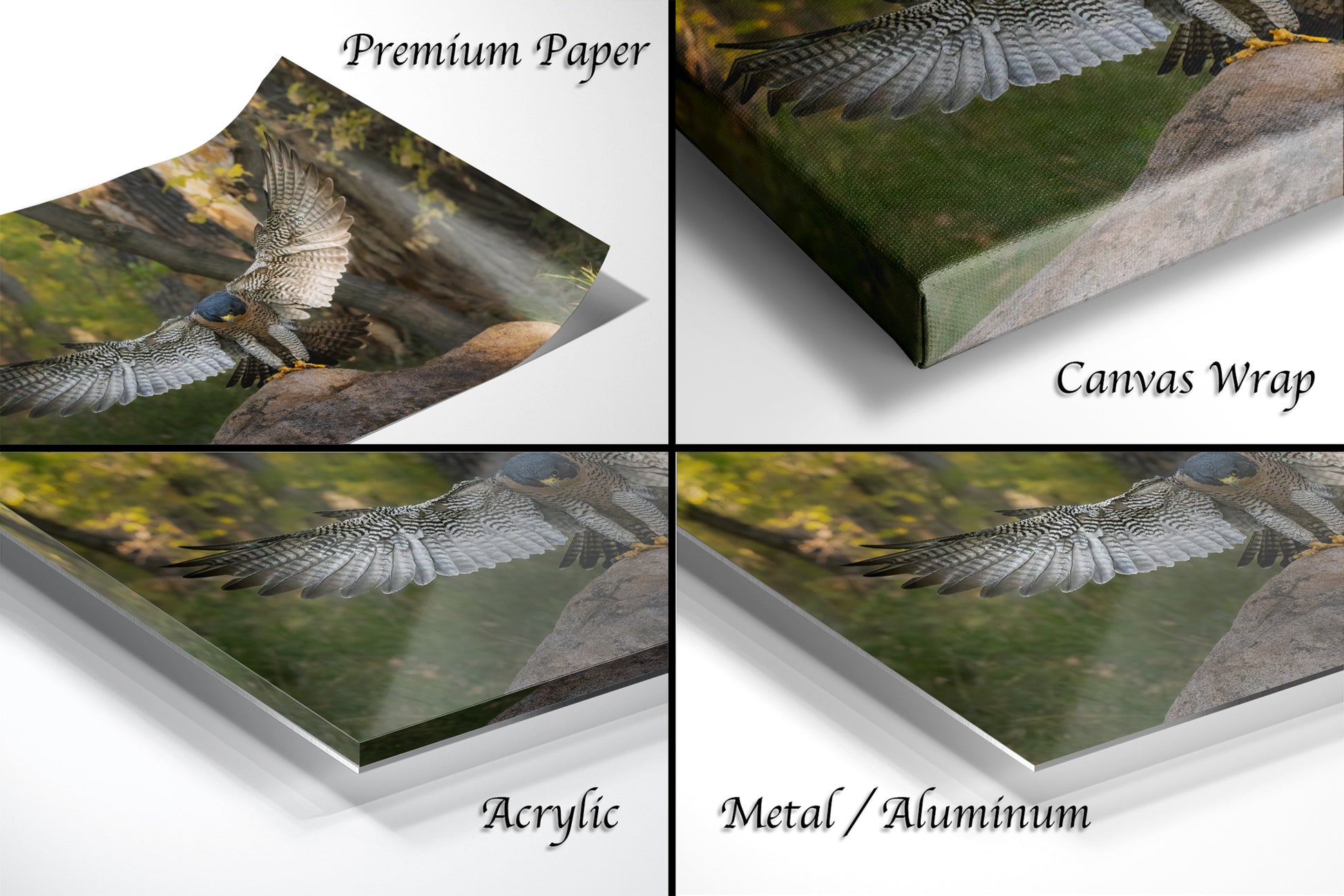 The image is a collage of four different views of a bird in flight, with each view showing the bird in a different angle or perspective. The collage is labeled with the words "Premium Paper", "Canvas Wrap", "Acrylic", and "Metal/Aluminum".
