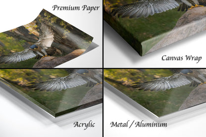 The image is a collage of four different views of a bird in flight, with each view showing the bird in a different angle or perspective. The collage is labeled with the words "Premium Paper", "Canvas Wrap", "Acrylic", and "Metal/Aluminum".