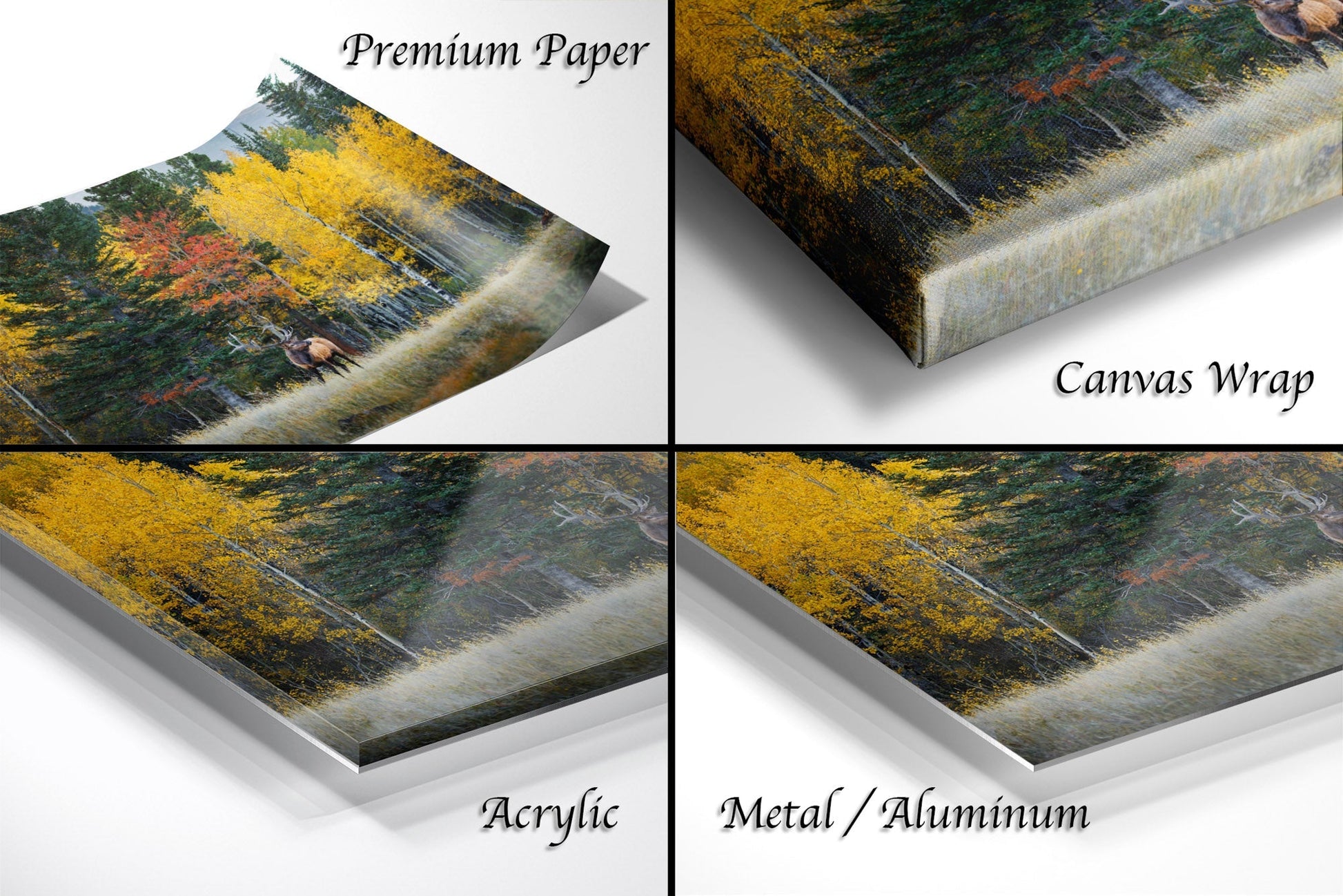 a series of four photos of a forest