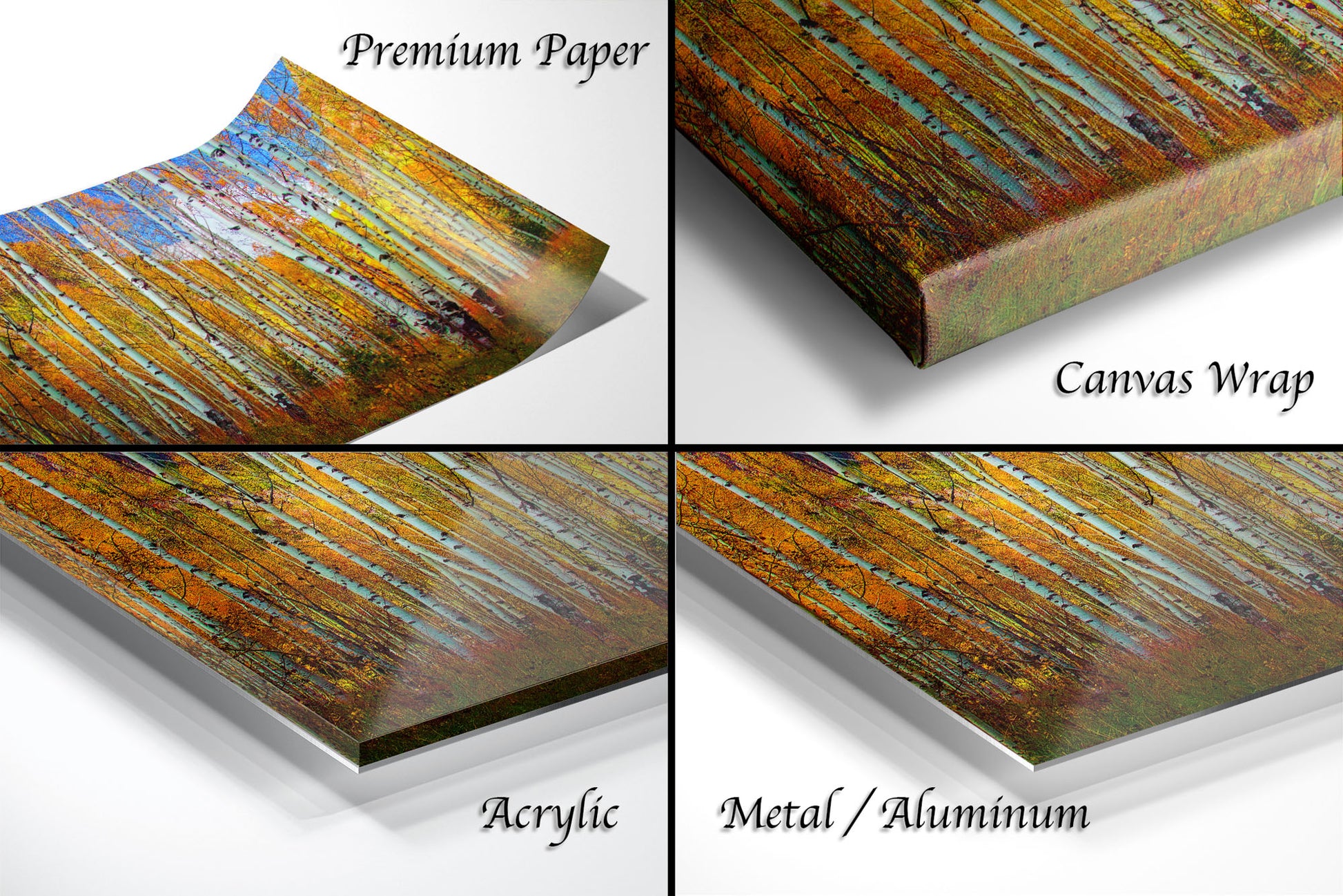 a series of four images showing different colors of birch trees