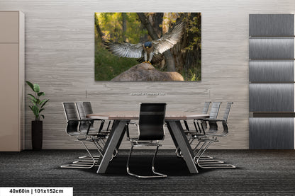 a large bird of prey, possibly a hawk or falcon, with its wings spread wide, perched on a rock in a natural setting.