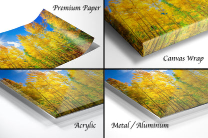 a series of four photos of a yellow tree