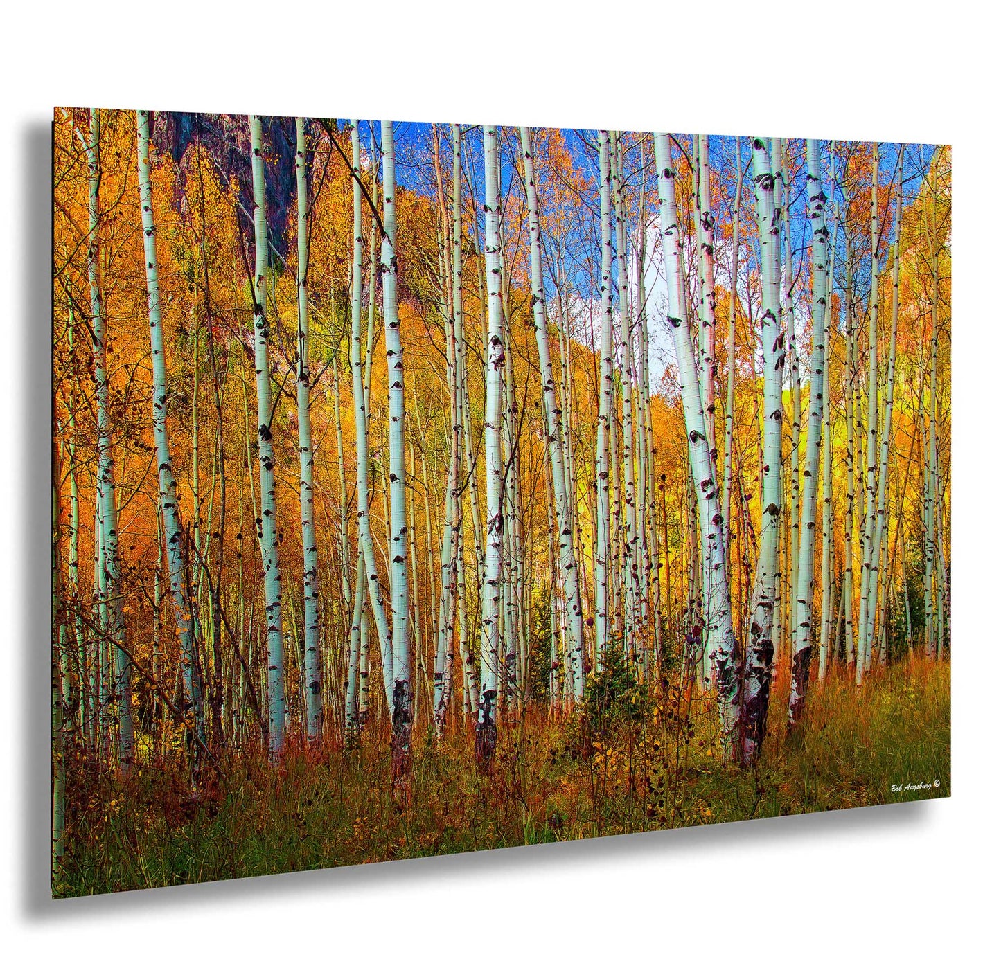 a painting of a grove of trees in autumn