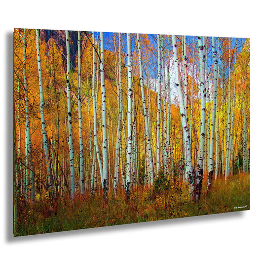 a painting of a grove of trees in autumn