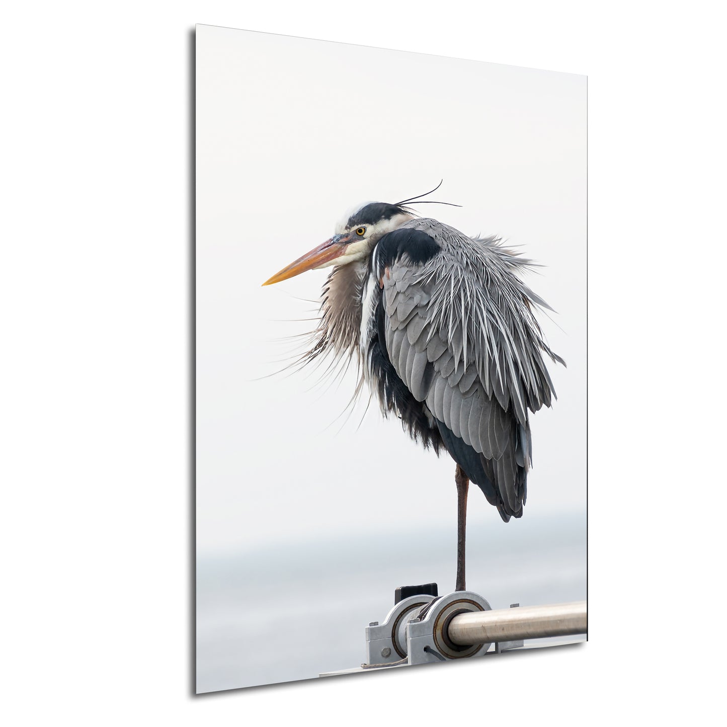 a bird with a long beak standing on a pole