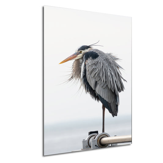 a bird with a long beak standing on a pole