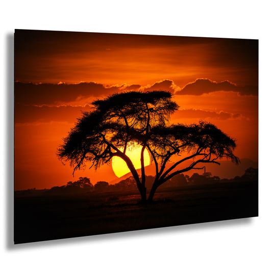 the sun is setting behind a tree in a field