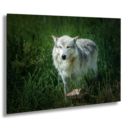 a wolf standing in a field of tall grass