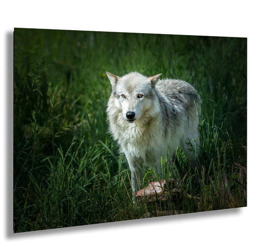 a wolf standing in a field of tall grass